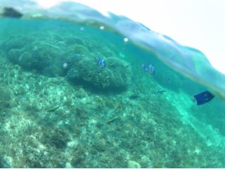 巨大な希少サンゴ