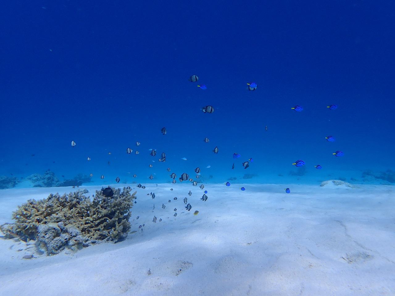 ○【訳アリ】 Tundra 他言語 1枚 ○【訳アリ】Tundra他言語1枚