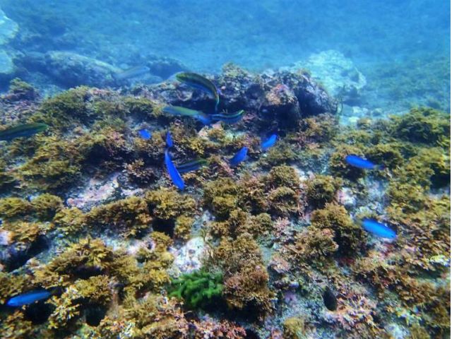 キレイなお魚を見つけてね