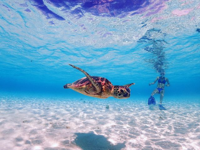 八重干瀬のイフビーチでウミガメとスノーケリング