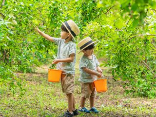 木々に囲まれた農園でブルーベリー摘み。 小さなお子さんも自分で摘んで自分で食べられます。