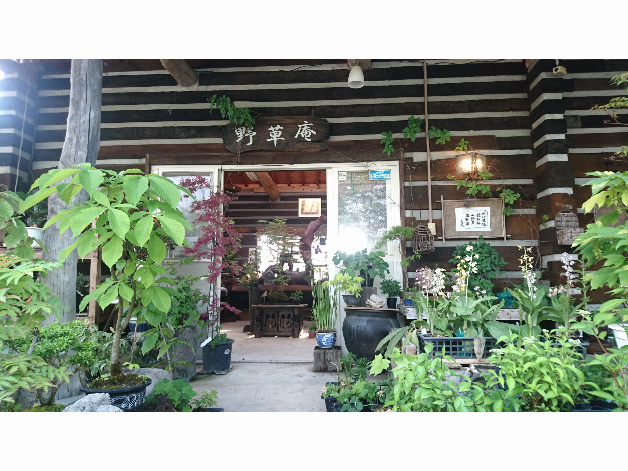 ちょっとおしゃれな手作り盆栽★手作りの軽石鉢を使った石付盆栽の体験教室♪