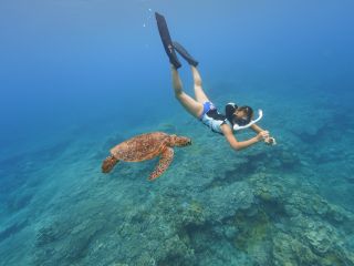 亀さんと一緒に泳げることも!?