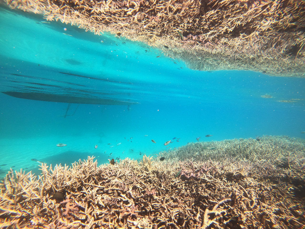 ʂɉfXAAAʂ₩Ȏ͂iy߂܂I