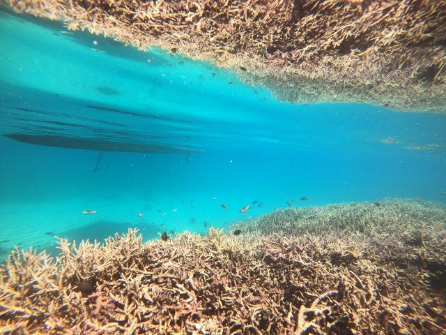 水面に映る珊瑚、、、水面が穏やかな時はこいう風景も楽しめます!
