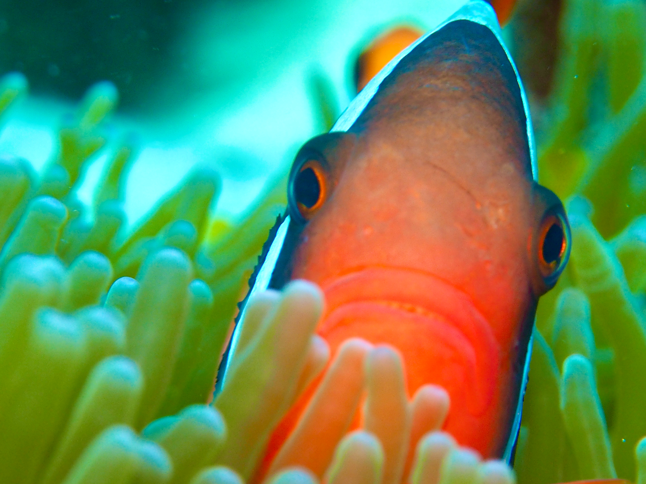 1つのポイントで奄美で見られるクマノミ5種類全て見ることが出来ます★