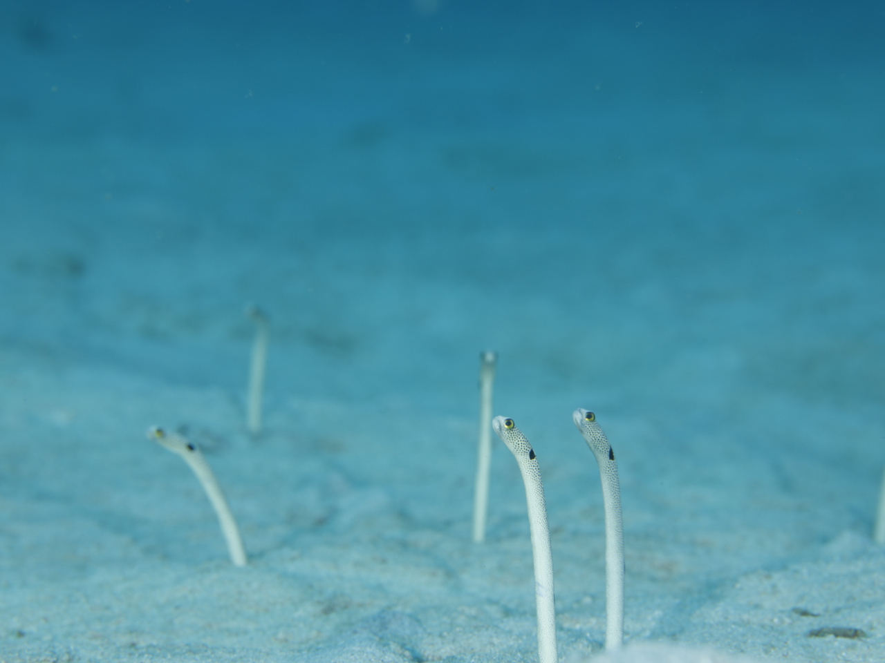 比較的浅い水深でたくさんのガーデンイールも見ることが出来ます♪