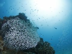 豊かな珊瑚礁には数えきれないほどのお魚さんたちが群れております(^^)/
