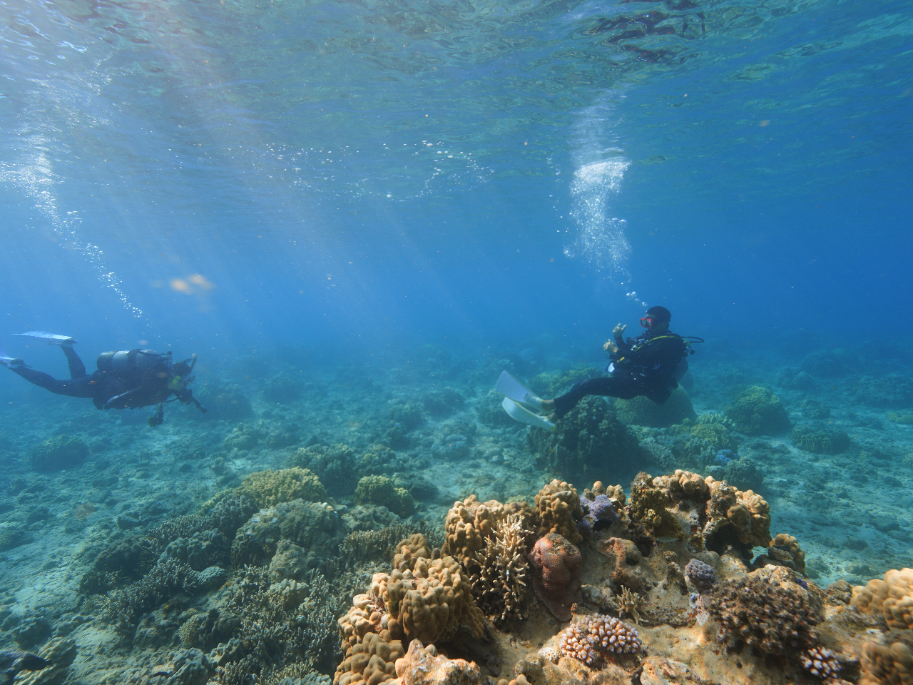 遠浅のビーチですが、海の中は生物や珊瑚で賑わっています!