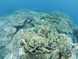 珊瑚が元気いっぱいの大島海峡の海です!