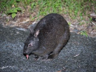 アマミノクロウサギ