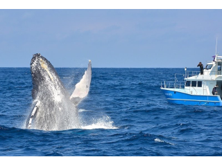 大迫力のザトウクジラに会いに行こう!!