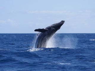 大迫力のザトウクジラに会いに行こう!!