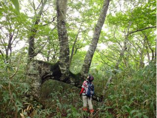大藪漕ぎと巨木巡り人生観が変わるようなツアーです!