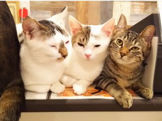 平日30分コース 奈良県橿原市の保護猫cafe フリードリンク付き 人懐っこい猫ちゃん達に心ゆくまで癒されてください 猫ちゃんのおやつ付き 保護猫cafemeenya じゃらん遊び体験