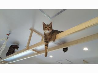 平日30分コース 奈良県橿原市の保護猫cafe フリードリンク付き 人懐っこい猫ちゃん達に心ゆくまで癒されてください 猫ちゃんのおやつ付き 保護猫cafemeenya じゃらん遊び体験