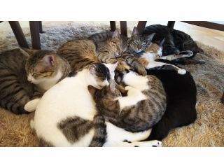 平日30分コース 奈良県橿原市の保護猫cafe フリードリンク付き 人懐っこい猫ちゃん達に心ゆくまで癒されてください 猫ちゃんのおやつ付き 保護猫cafemeenya じゃらん遊び体験