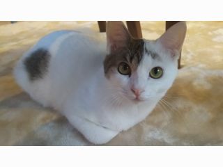 平日30分コース 奈良県橿原市の保護猫cafe フリードリンク付き 人懐っこい猫ちゃん達に心ゆくまで癒されてください 猫ちゃんのおやつ付き 保護猫cafemeenya じゃらん遊び体験
