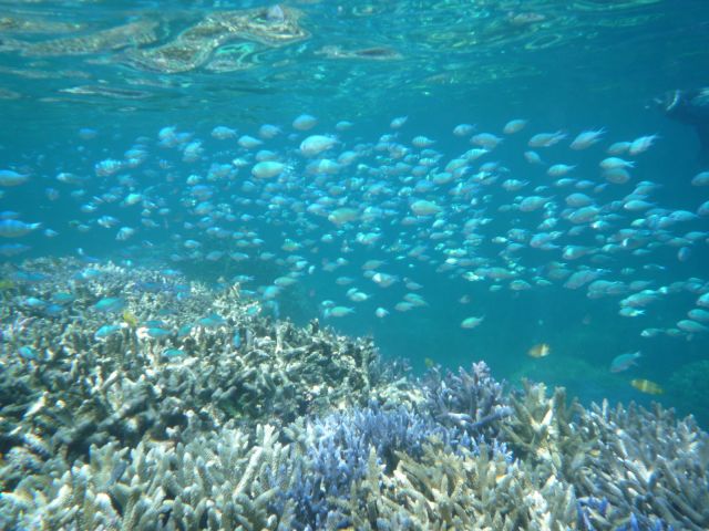 体験ダイビング スノーケリング 綺麗なサンゴや魚たちに会いに行こう 海のなかまダイビングサービス じゃらん遊び体験 体験ダイビング スノーケリング 綺麗なサンゴや魚たちに会いに行こう 海のなかまダイビングサービス じゃらん遊び体験