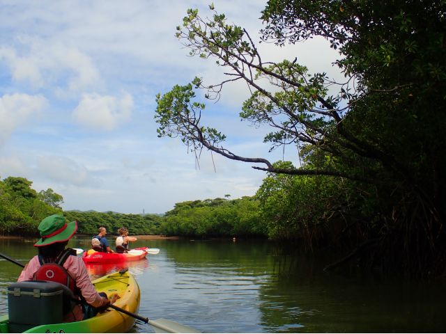 マングローブを間近で観察