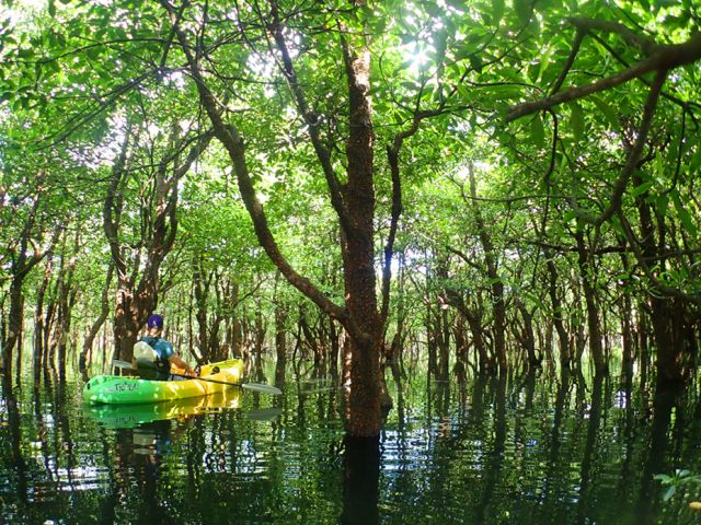 太陽が反射してキラキラな森の中