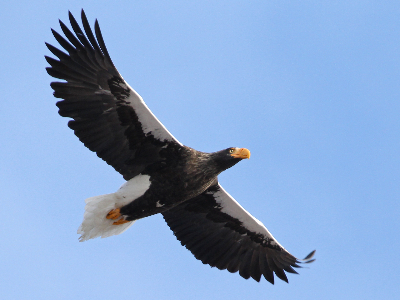 時期によってオオワシに出会えるチャンスも!