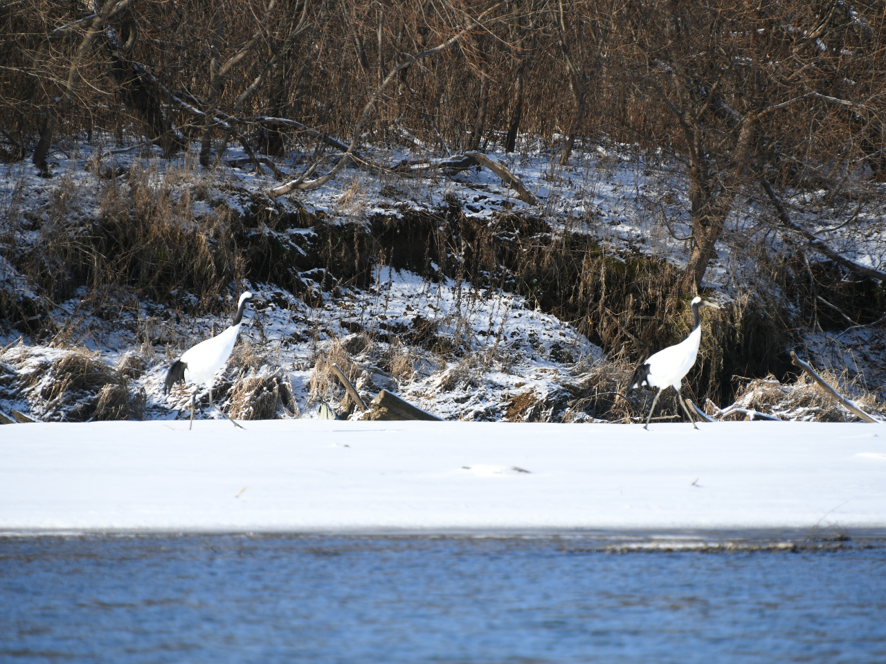 タンチョウにも遭遇できるかも!?こちらも優雅な気分になります。