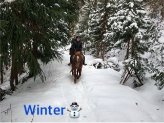 冬の景色はナルニアのよう!