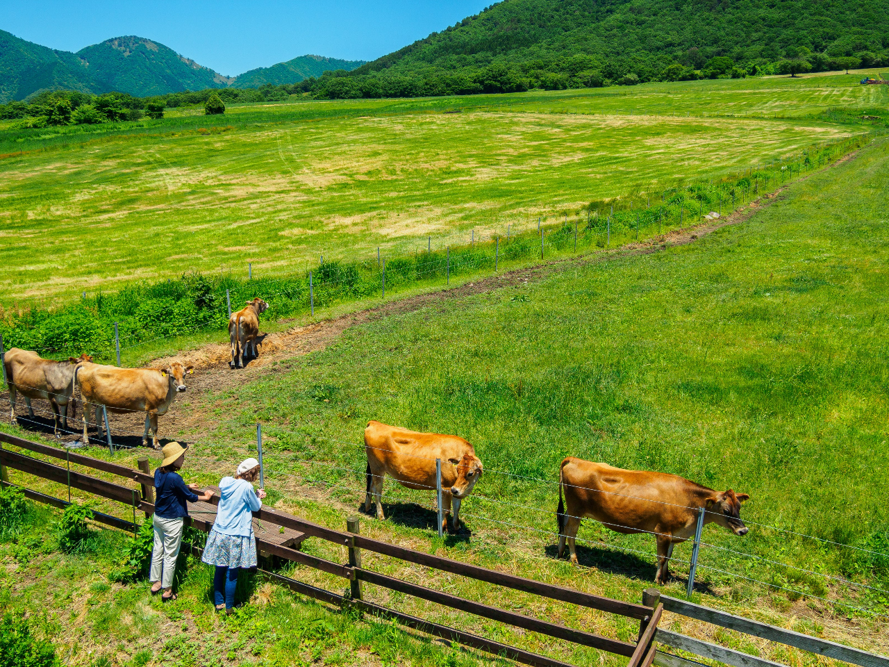 W[W[̕qnAVnAȂǖLxȌтɎU݂Ă܂B ď͓oRLvA~̓XL[Ȃǂy߂܂I