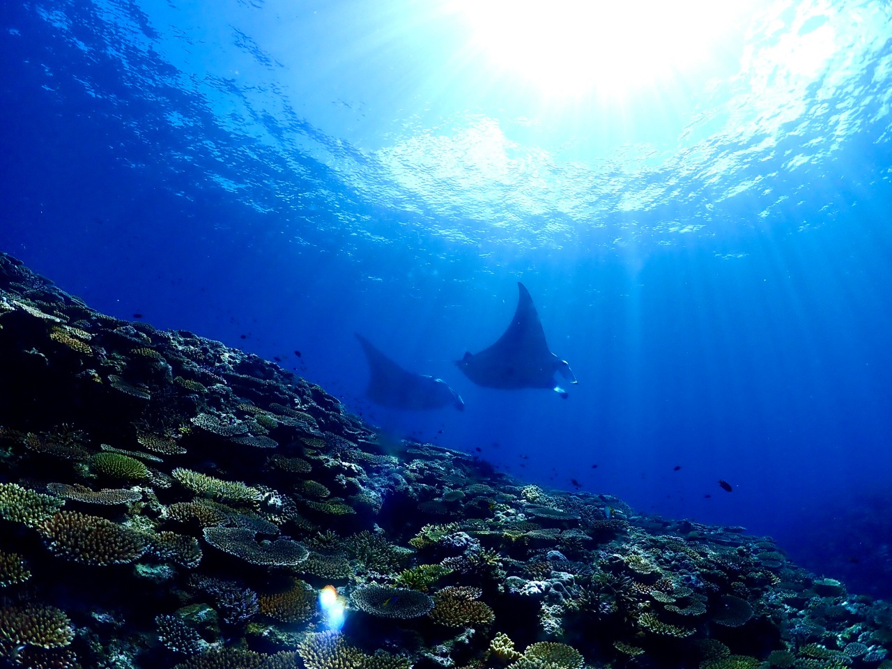 bL[ȓ̓}^ɉ邩Hiɂ܂j