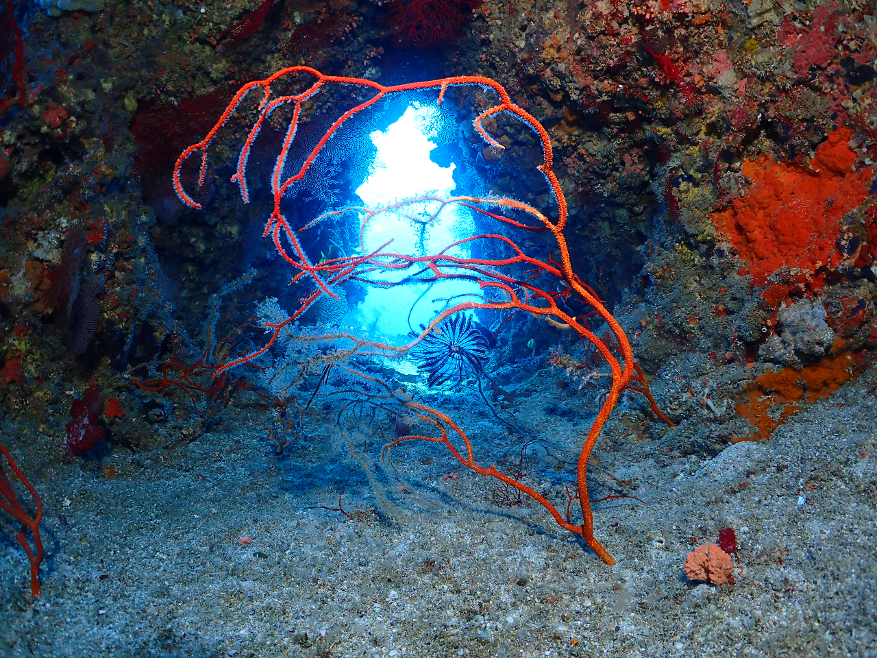 慶良間ファンダイビング】ボートで行く慶良間3ダイブ☆ケラマ