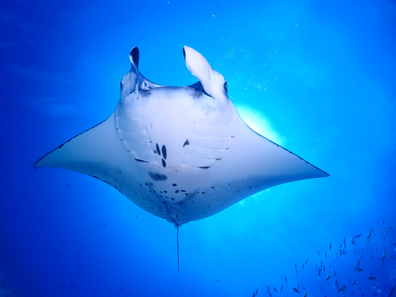 慶良間ファンダイビング】ボートで行く慶良間3ダイブ☆ケラマ