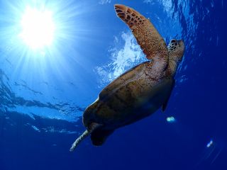 ウミガメとの遭遇率は高い♪