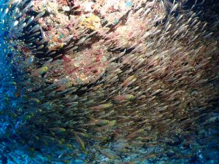 夏の風物詩キンメモドキ