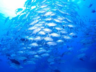 ピカピカのギンガメアジ