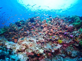 アカネハナゴイやキンギョハナダイの赤色のお魚達がわんさか!!