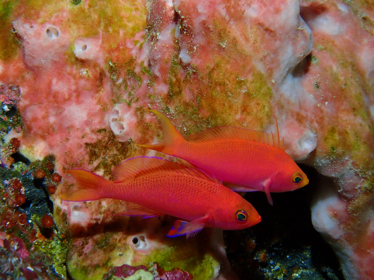 cǊԏł͂܂茩Ȃt`hni_C