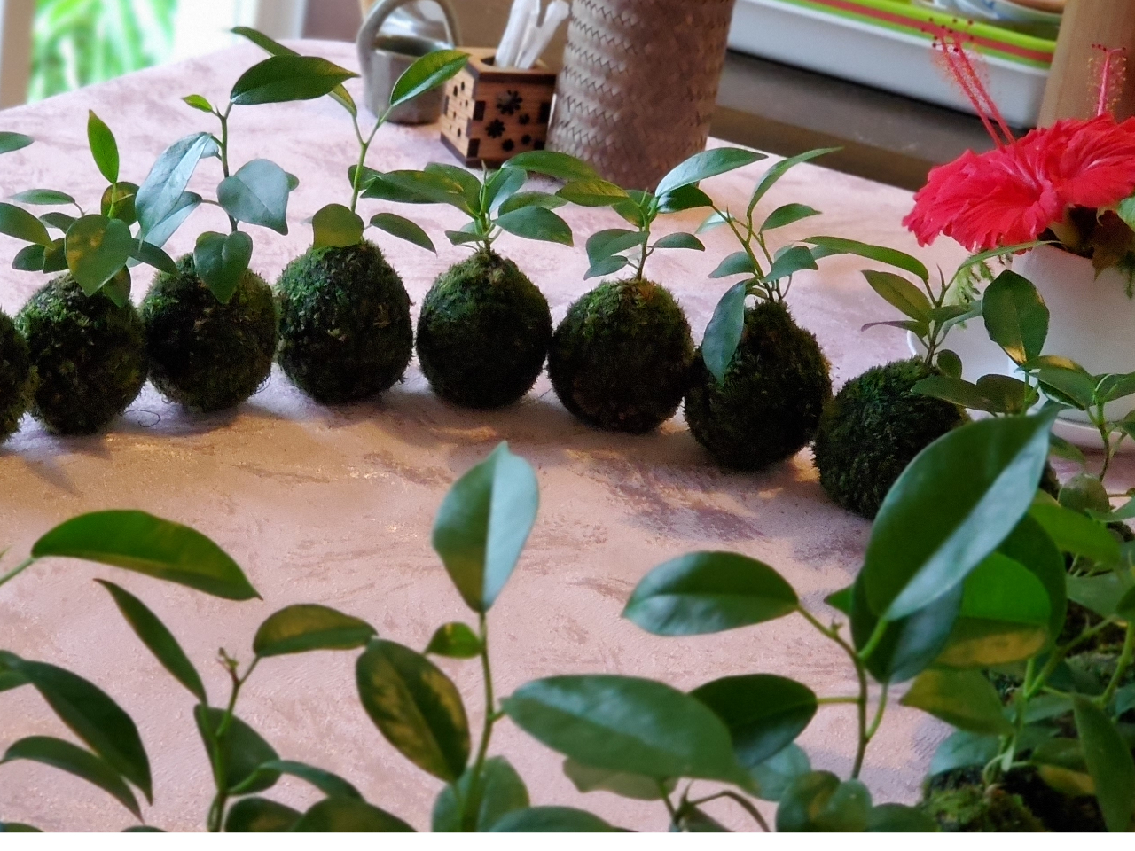 種から育てたガジュマルの苔玉たち