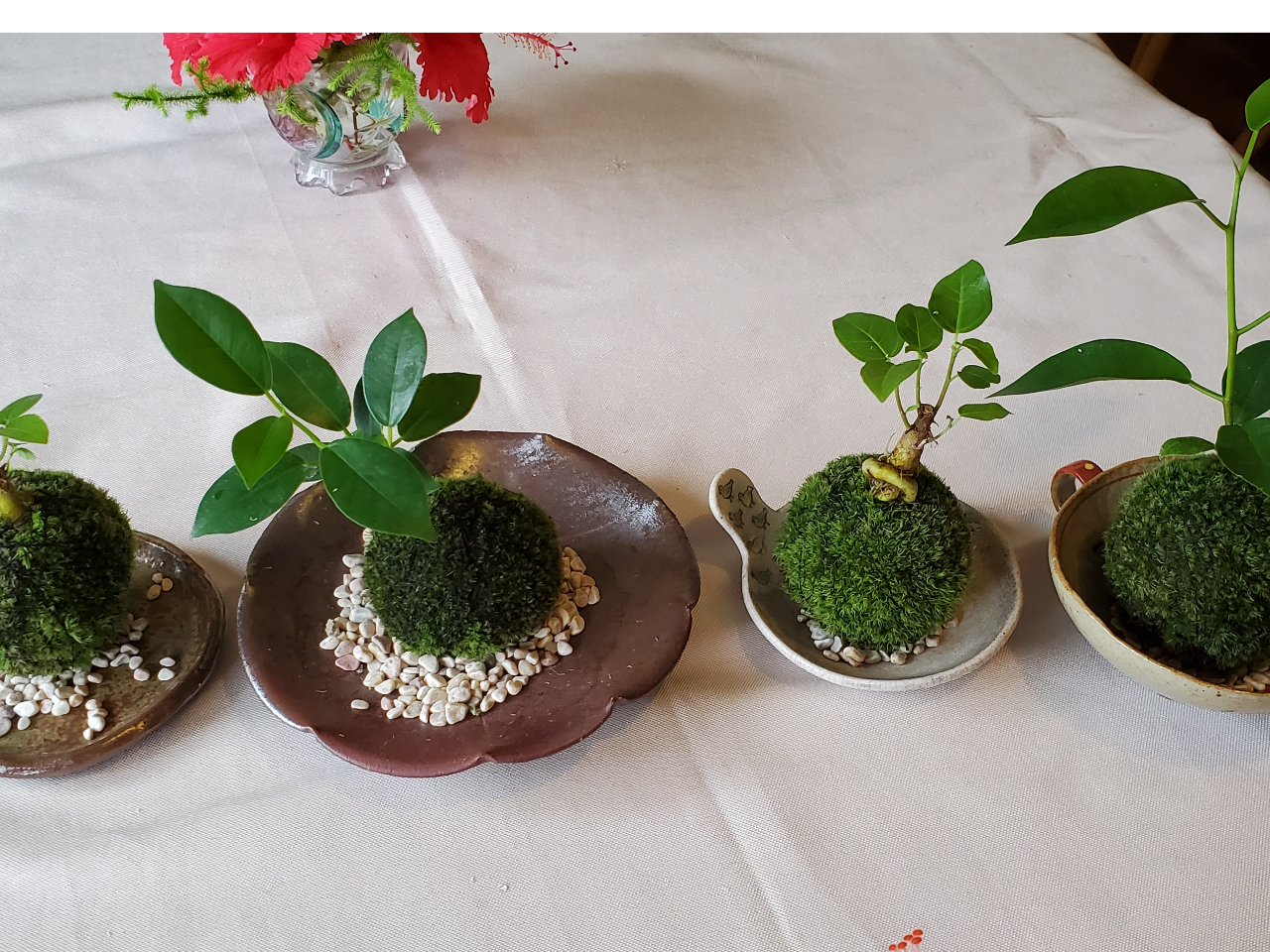 可愛い苔玉が出来ました!