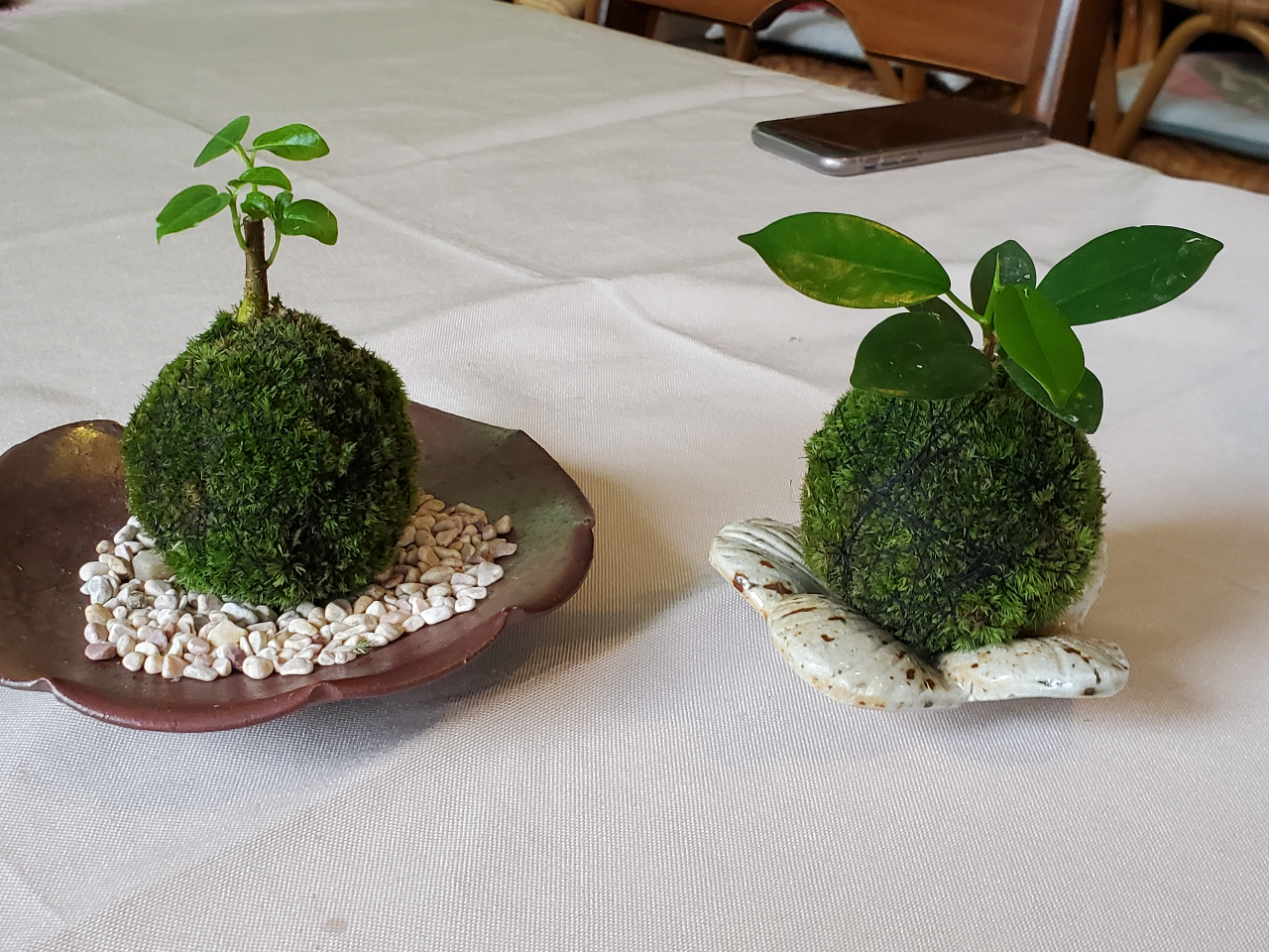 立派な苔玉が出来上がりました!バランスが悪い時はお皿に小石をひくと安定します。