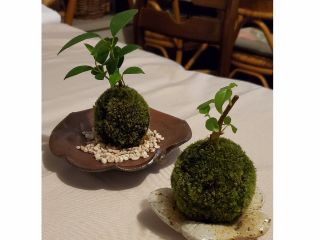 ガジュマルとアコウの苔玉、とても可愛いです!