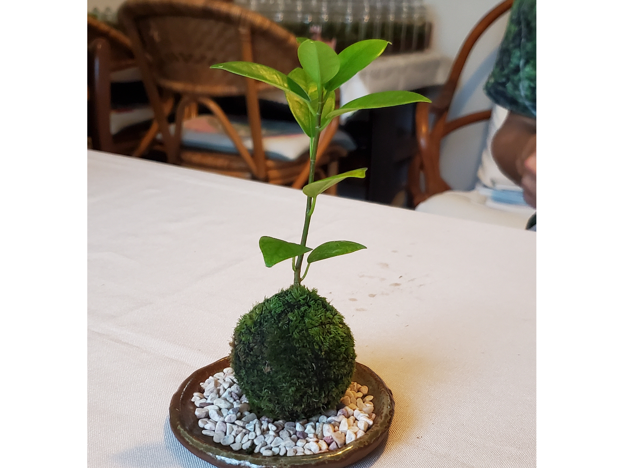 立派な苔玉です!