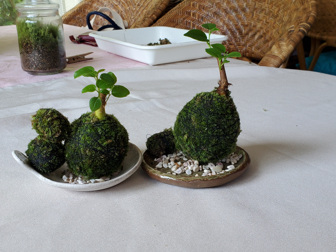 お子様が作られた苔玉、豆苔玉とっても可愛いです!