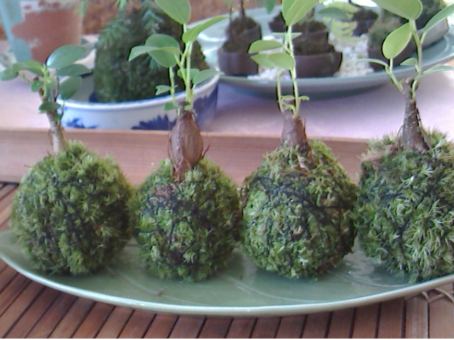 根元が膨らんだガジュマルの苔玉たち