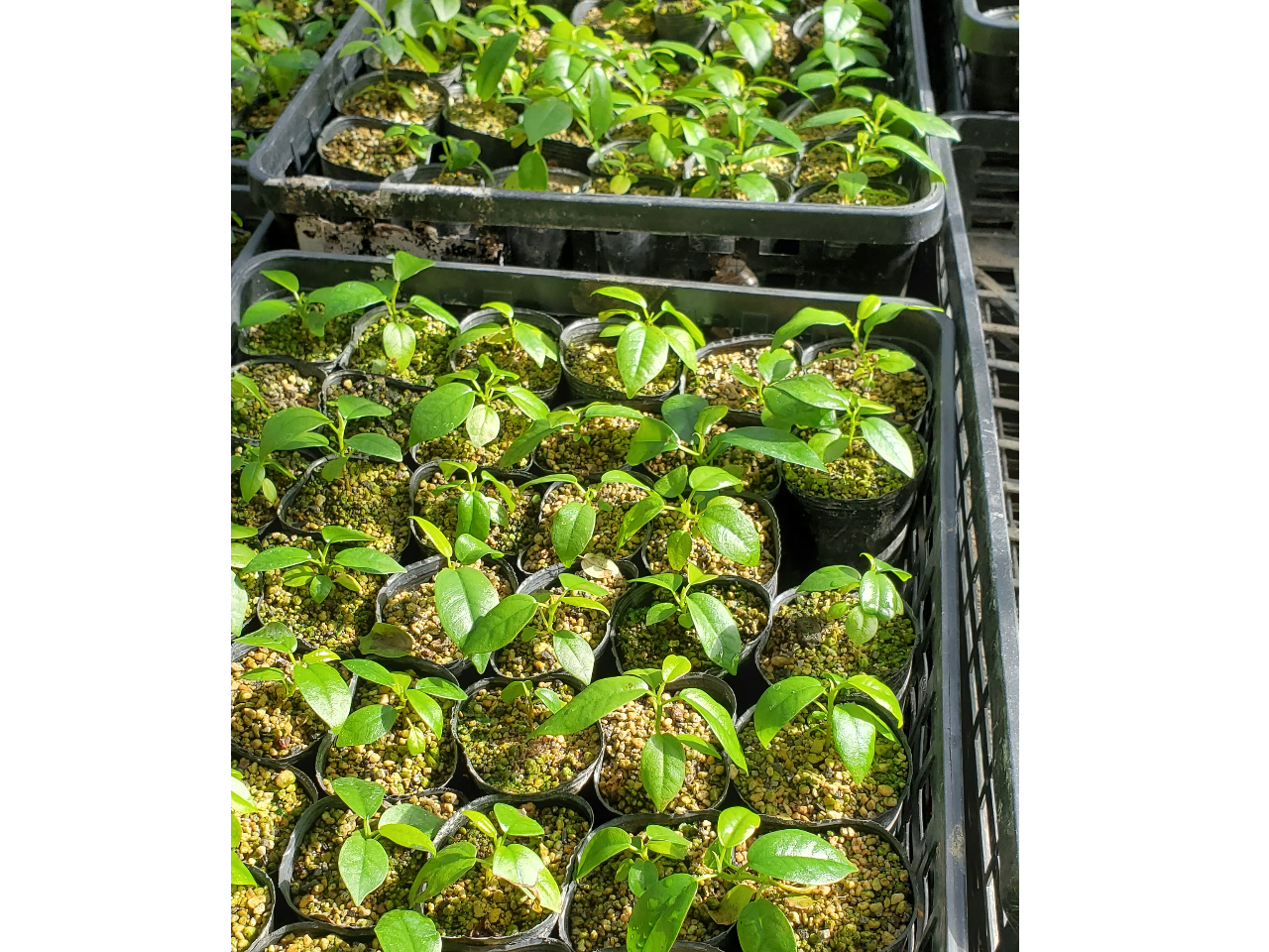 ガジュマルの実生苗。まだ1年生です。