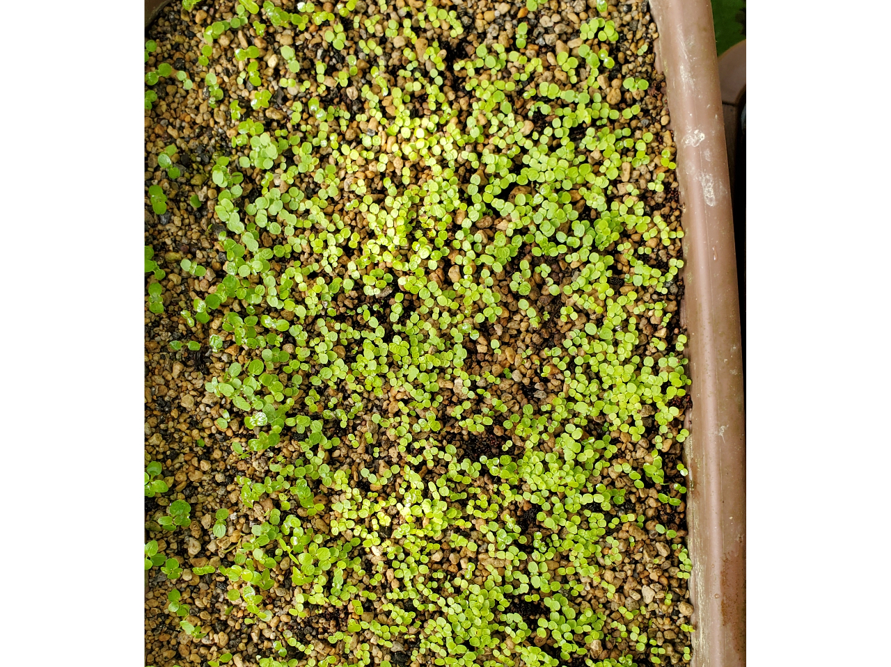 ガジュマルの生まれたての赤ちゃんです。こんなにミニミニ!