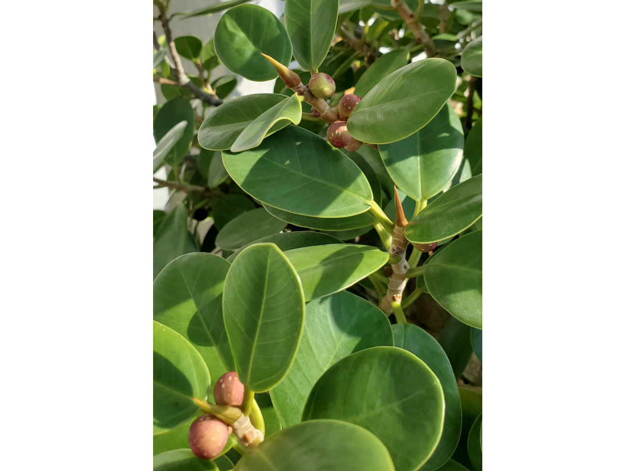 マルバガジュマルの実。イチジク(無花果)の仲間です。