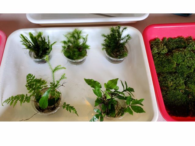 何種類かの苔やシダを使います。