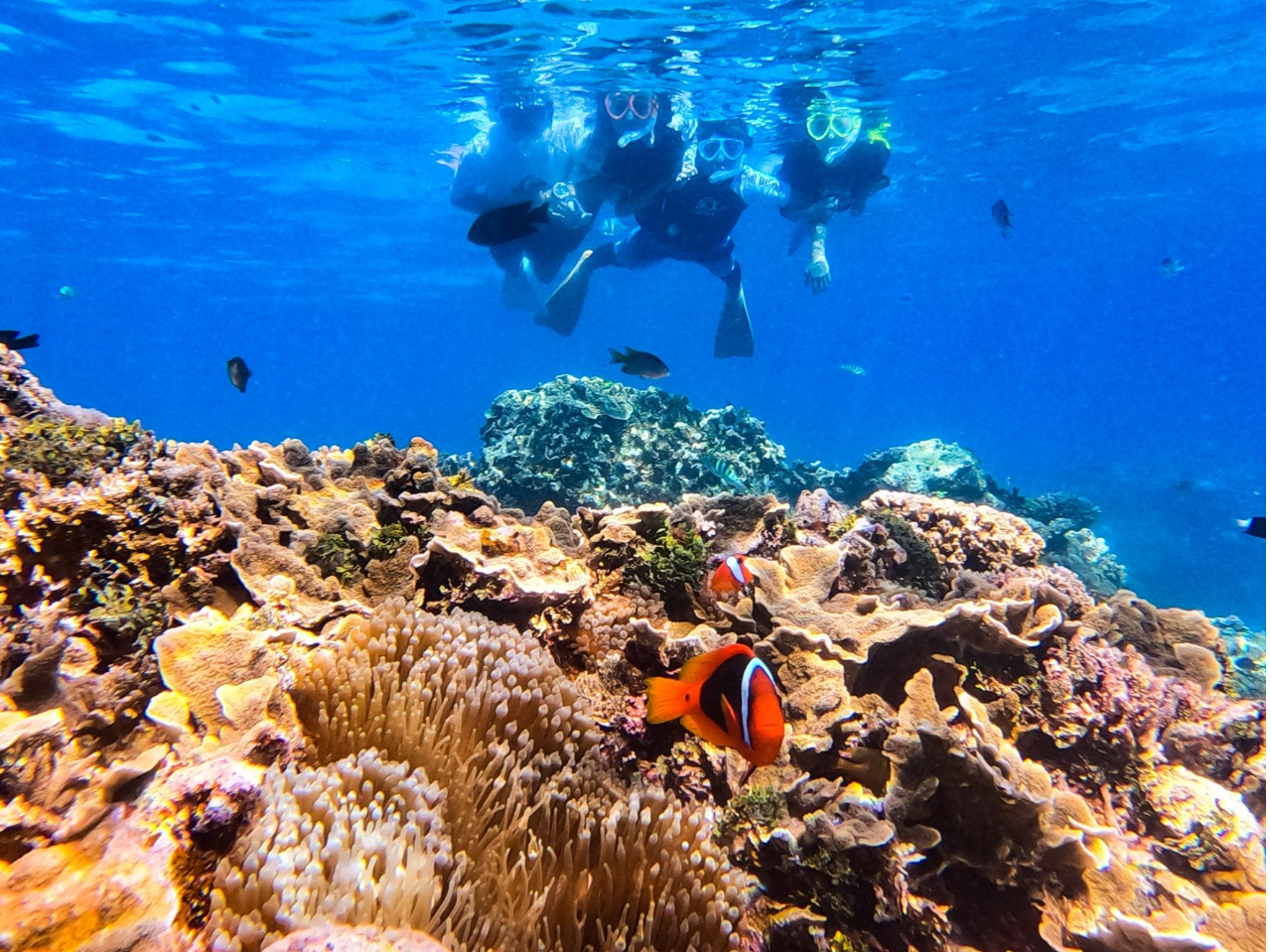 パナリ島のサンゴと魚