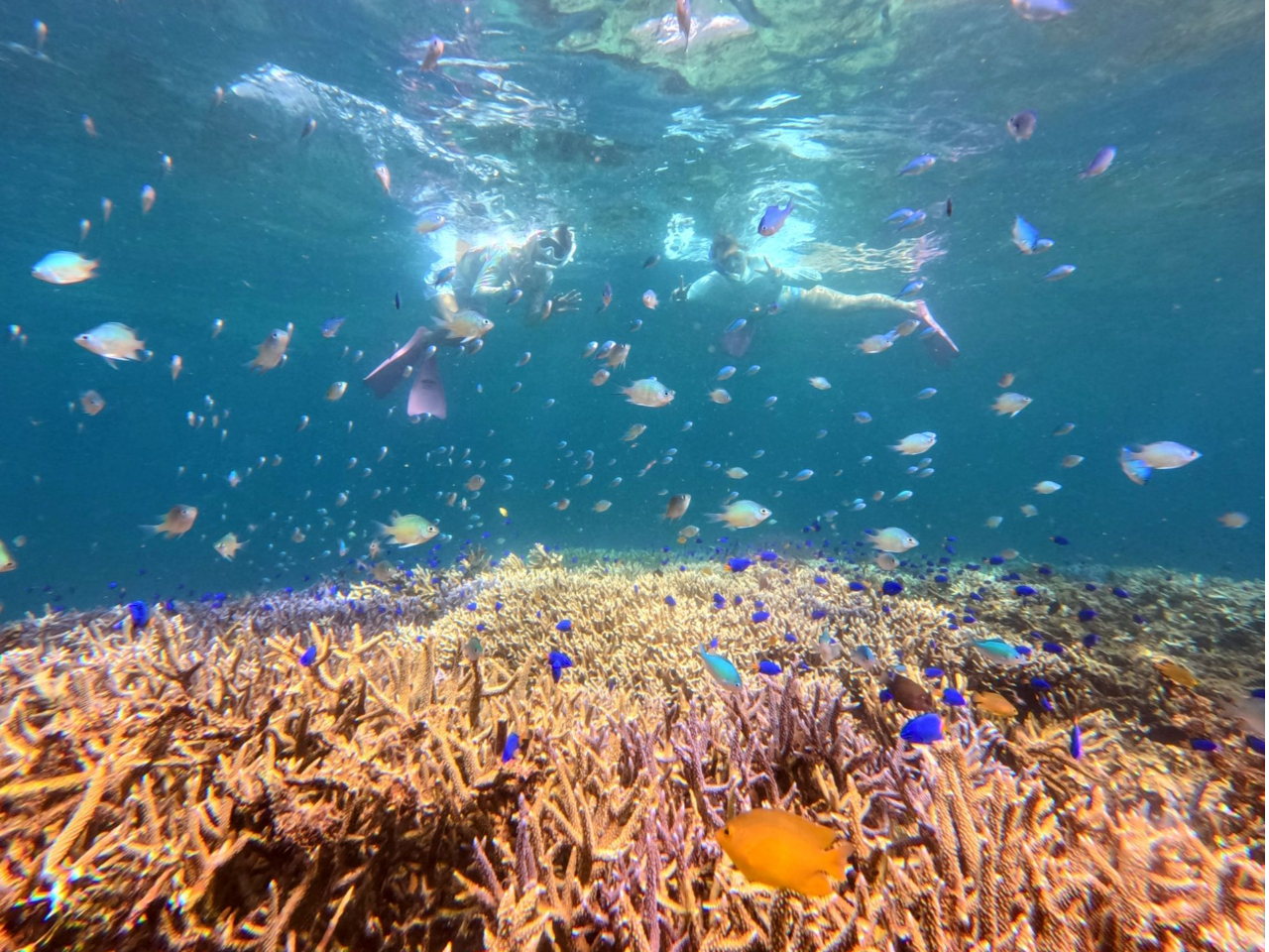 船長シュノーケルポイント・シークレットポイント多数